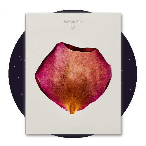 Dr. Hauschka Adventskalender Weihnachtsbild Dr. Hauschka Adventskalender